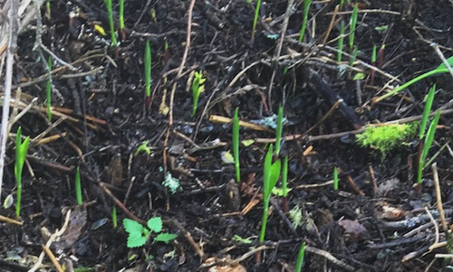 Slim Solomon's Seal sprouts
