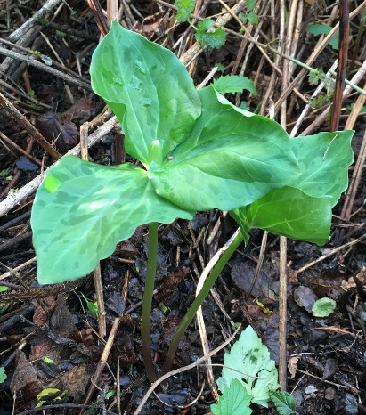 Trillium chloropetalum
