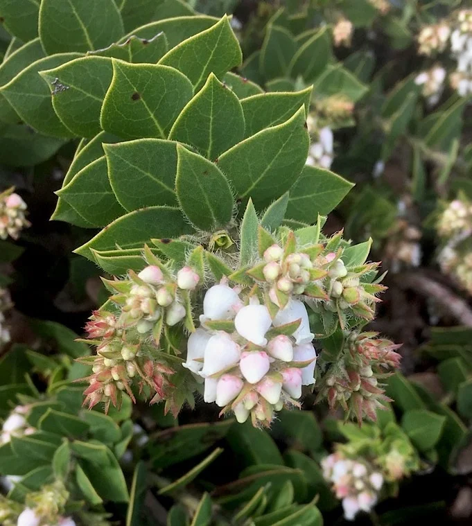 San Bruno Mountain Mazanita