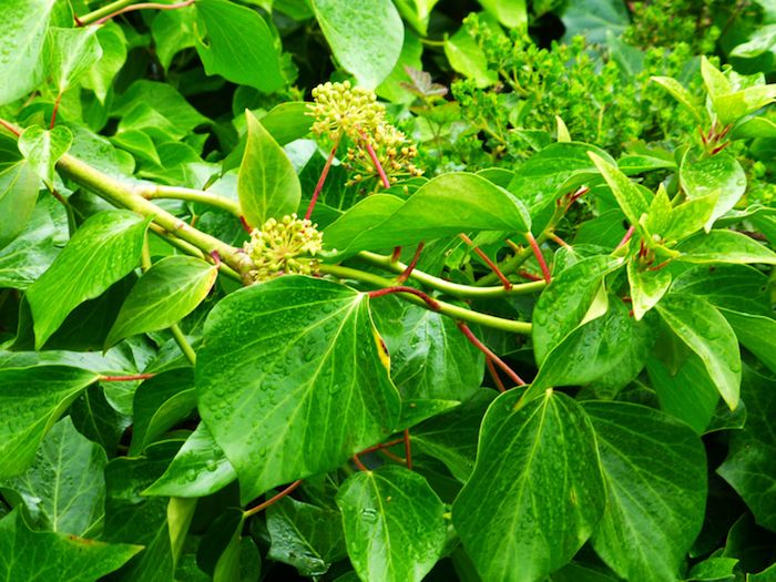 English Ivy