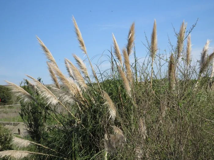 Pampas Grass