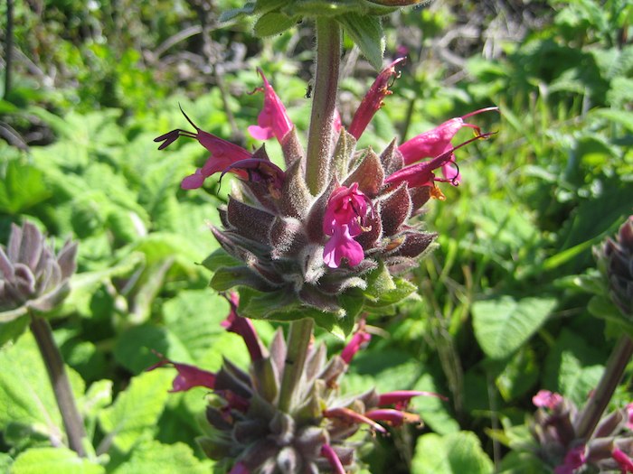 Hummingbird Sage - Salvia spathacea