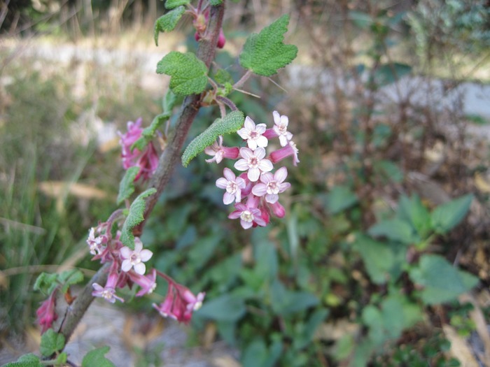 Chaparral Currant - Ribes malvaceum