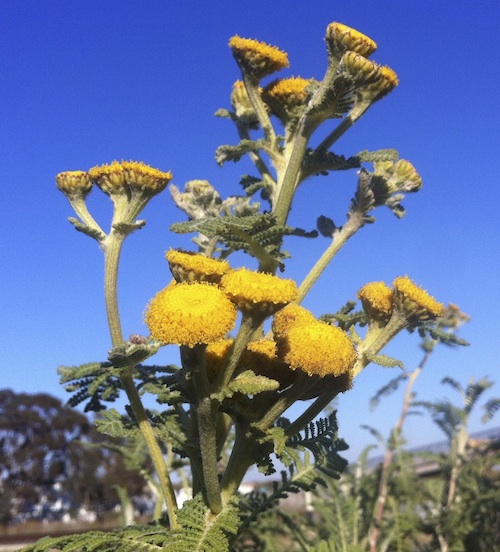 Dune Tansy