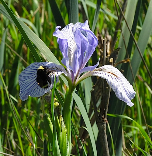 Coast Iris - 2016
