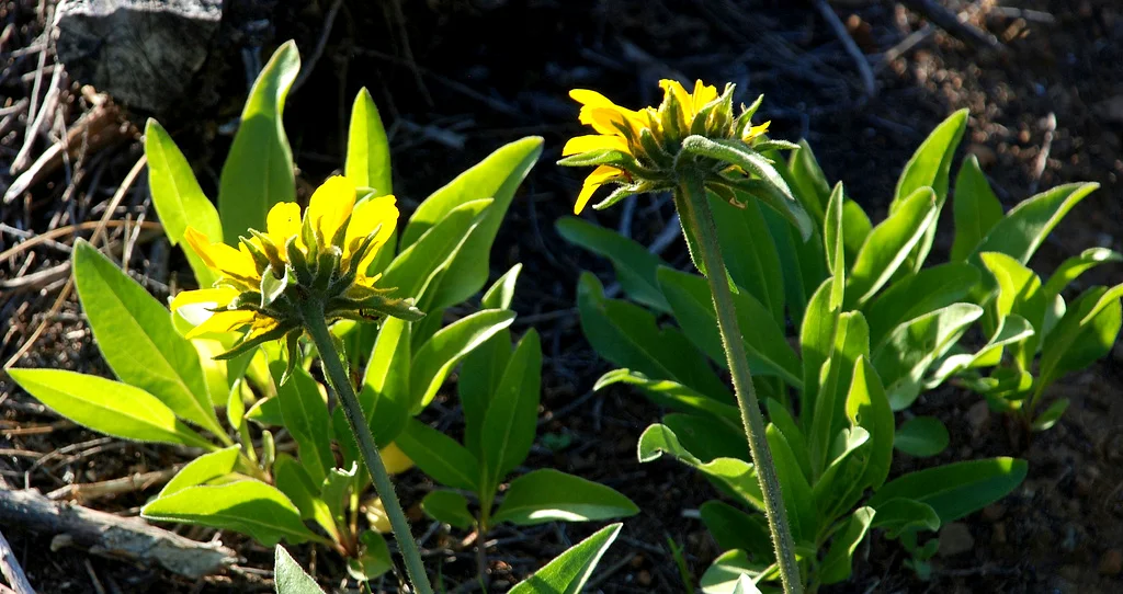 In Search of the Mount Diablo Sunflower