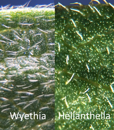 Comparison of the hairs (actually, cilia) on the leaves. The difference is easy to feel as well as easy to see with a 10X loupe. The photo might be about 30X.