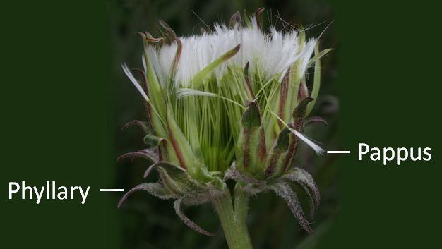 thistle flower with phyllary and pappus pointed out
