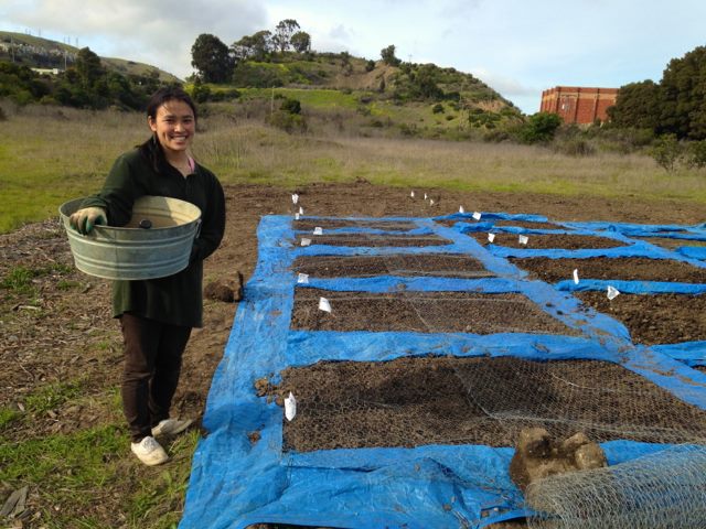 intern Tara Kai (2015) preparing annual beds for seeding