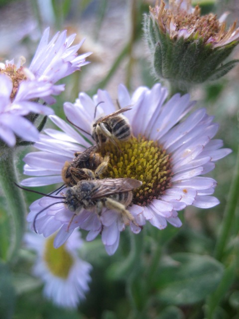 male long-horned bees sleeping on