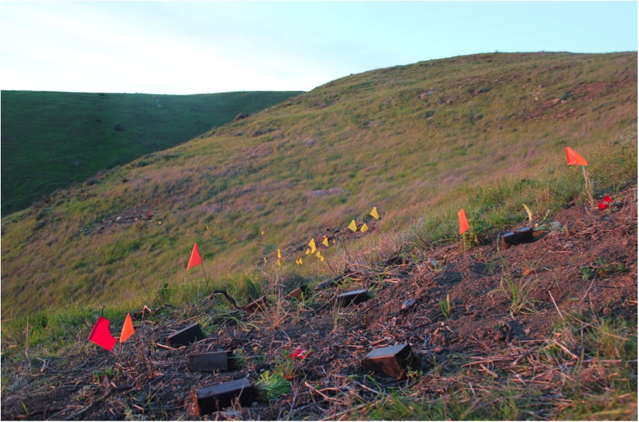 Native prairie plants laid out to be planted in the footprint of a removed shrub. Local youth help with the planting in February on the Mountain's grassland slope above South San Francisco.