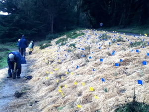 FIRST - December 2010 - planting of MBN stock!