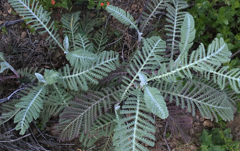 Dune Tansy - Tanacetum bipinnatum - found by Judy Hiramoto during explorations