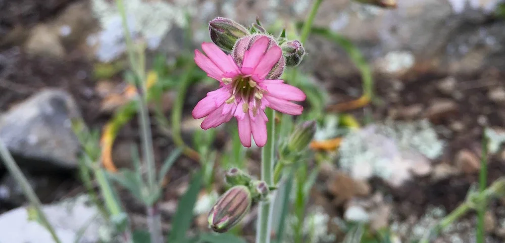 More Amazing Finds on the Mountain!