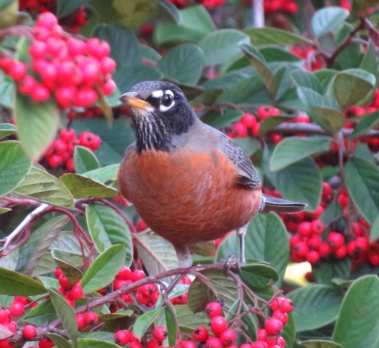 Robin on cotoneaster