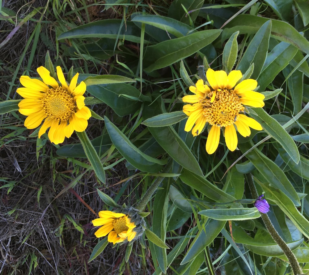 Diablo Sunflower - Helianthella castanea