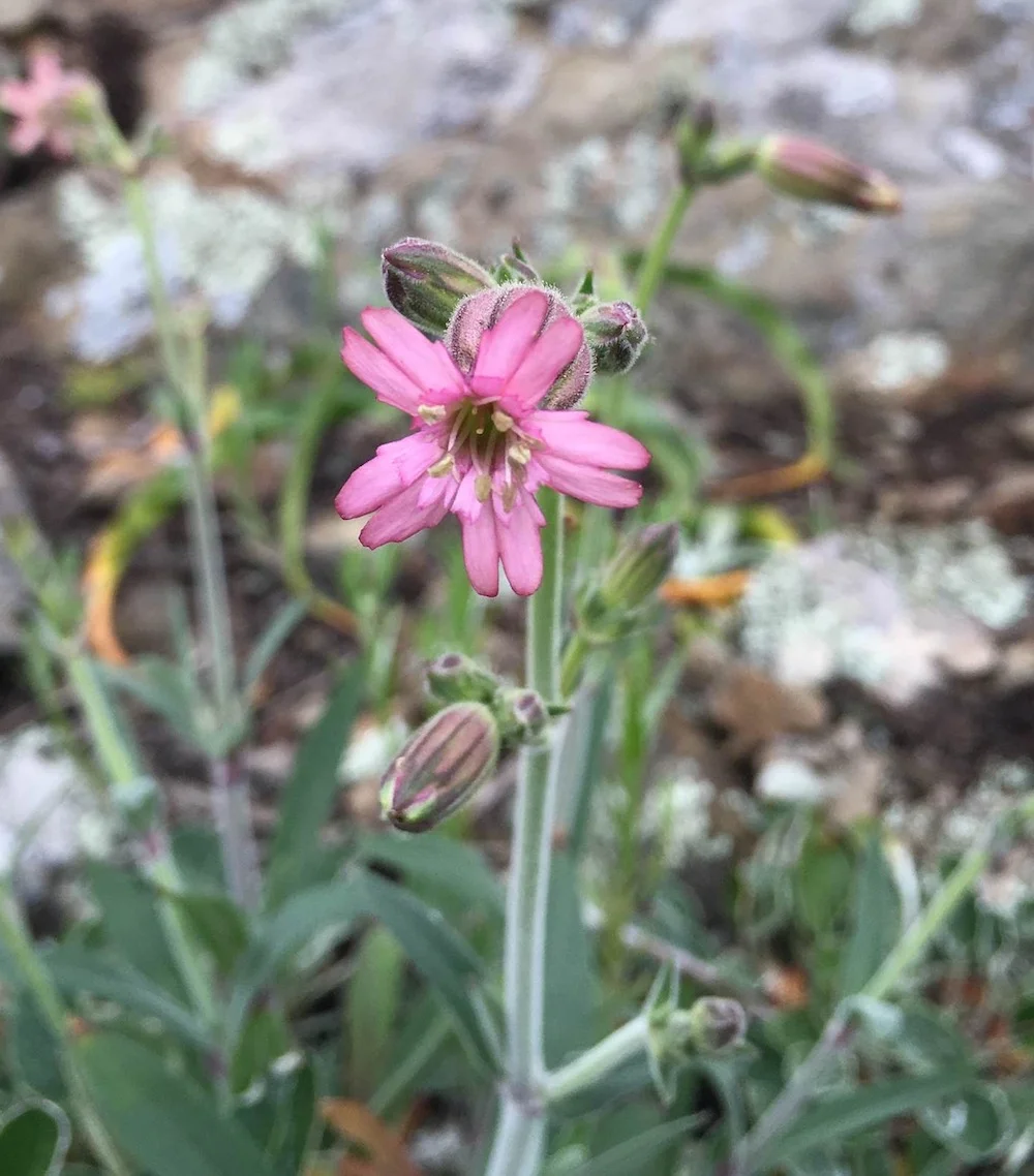 San Francisco catchfly - Silene verecunda