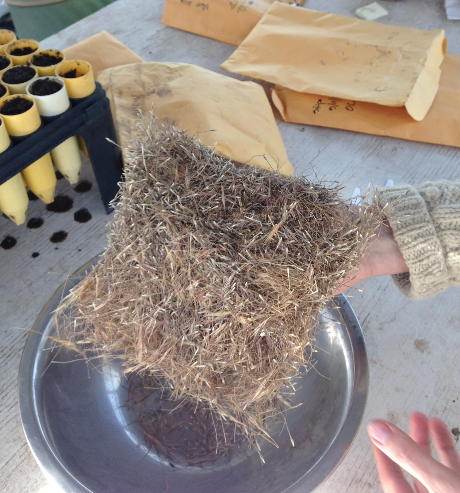 Purple needle grass seeds - Stipa pulchra