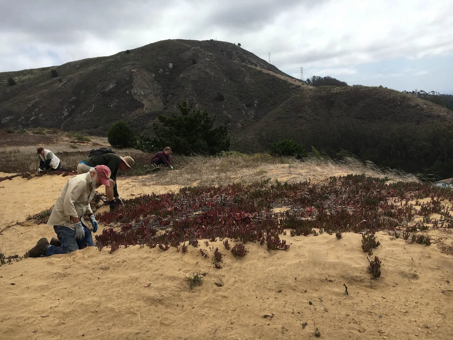 Stewards tackling ice plant