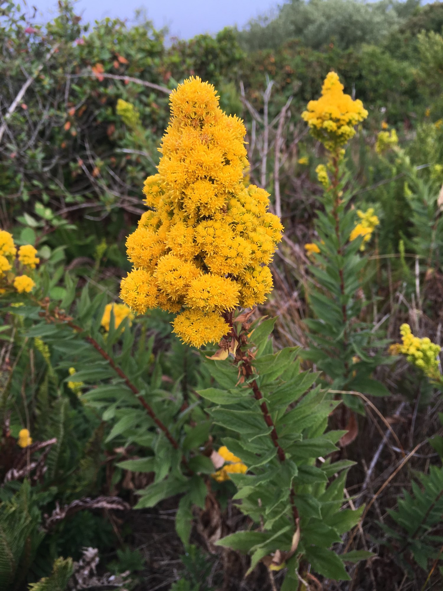 Canada goldenrod