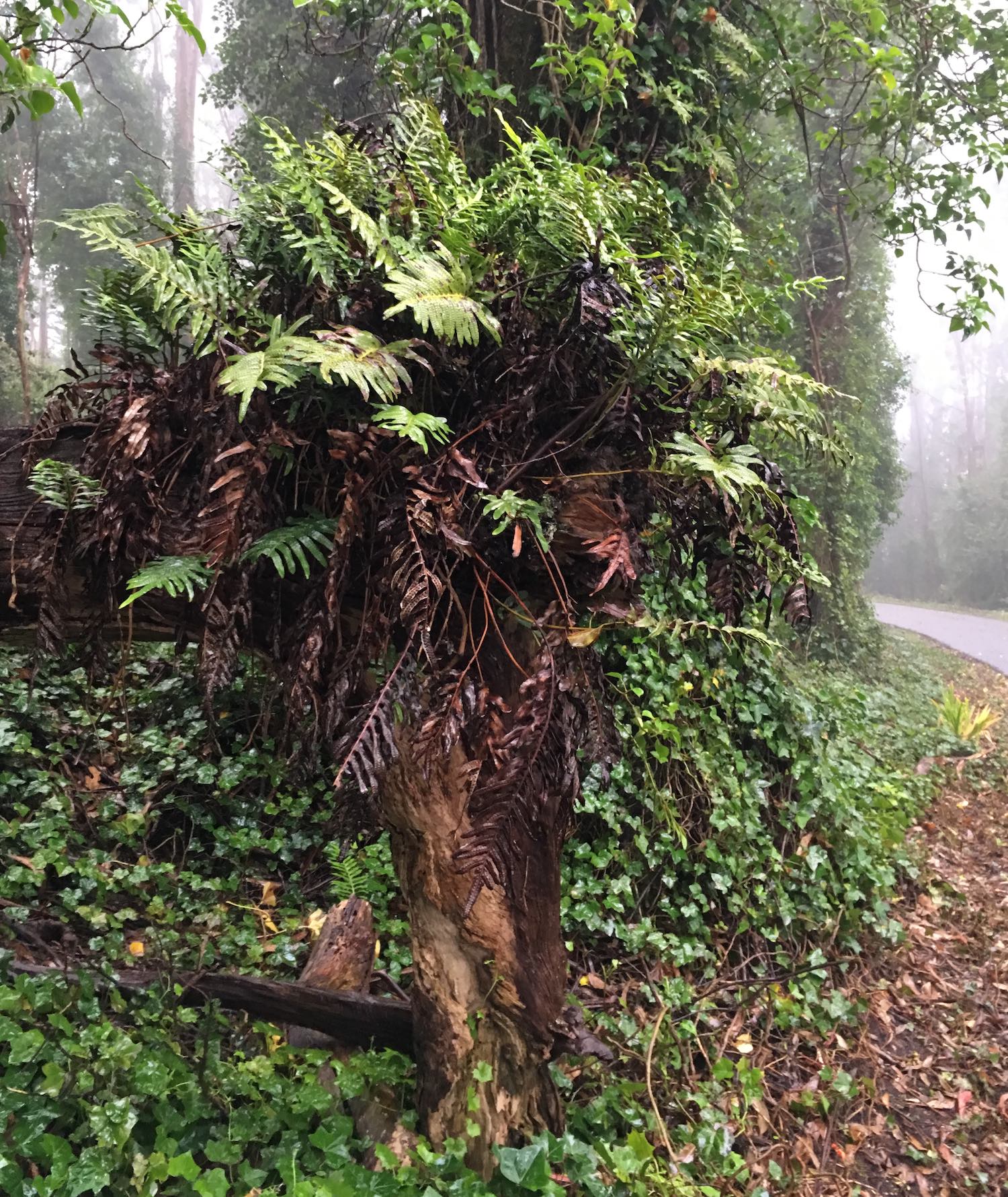 Leather fern epiphyte on eucalyptus host