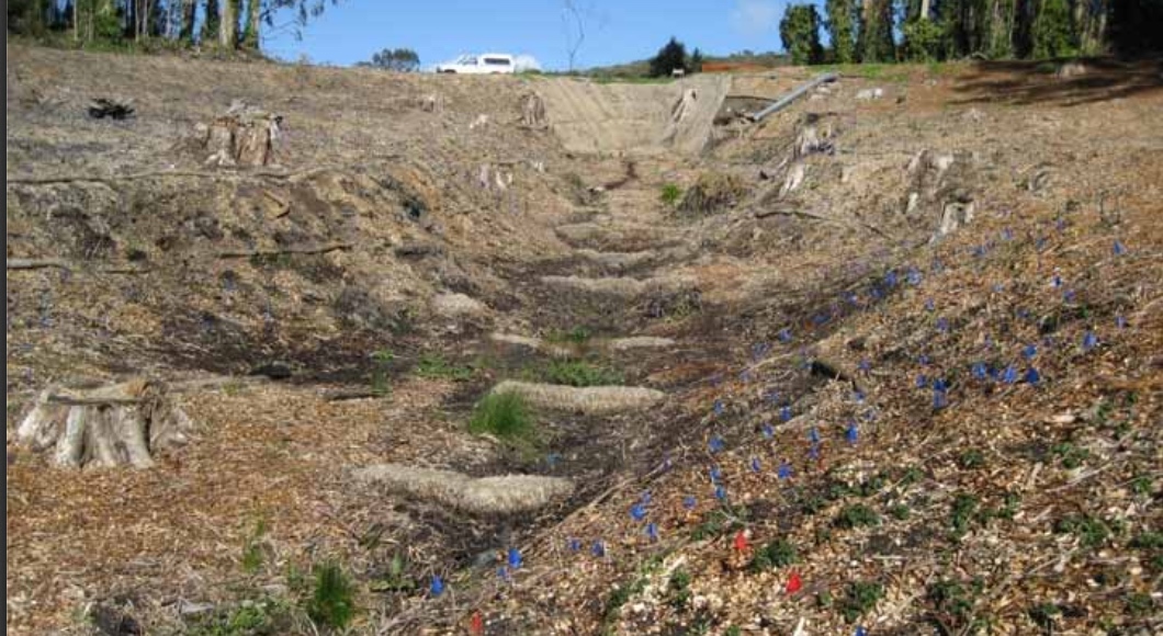 Colma Creek after clearing - a work in progress in 2007