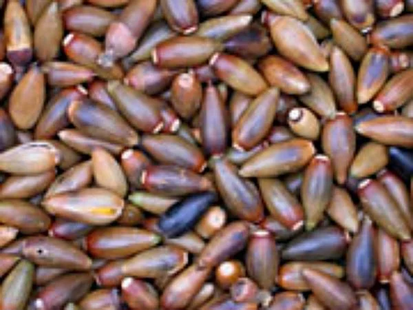 acorns