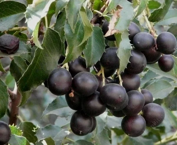 hollyleaf cherry
