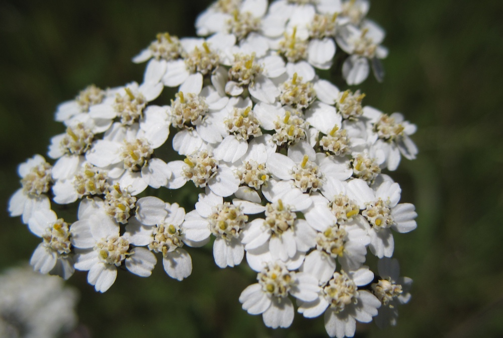 Common Yarrow