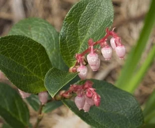 salal - Gaultheria shallon (©2007 Cal Acad Sci)