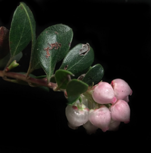 Arctostaphylos uva-ursi forma suborbiculata