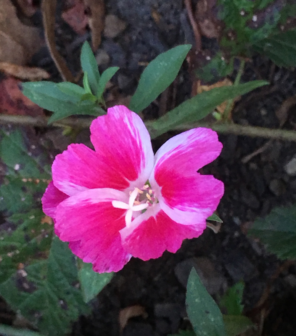Clarkia amoena