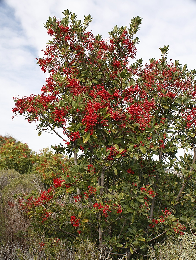 Toyon - Judy Hiramoto © 2017