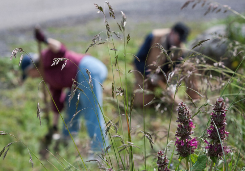 volunteers grooming our demonstration garden