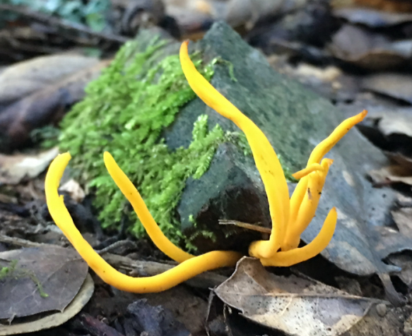 Rains Bring Winter "Wonders"