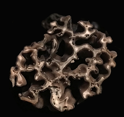 When transected, it looks like this