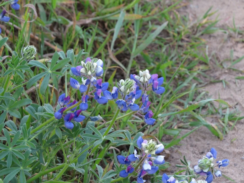 Sky Lupine