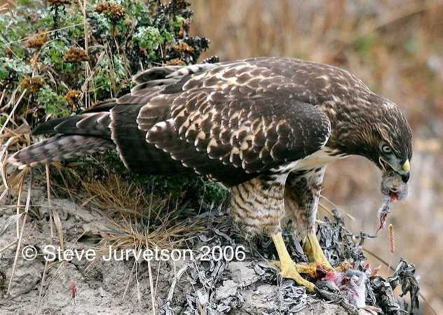 juvenile red-tailed hawk with vole