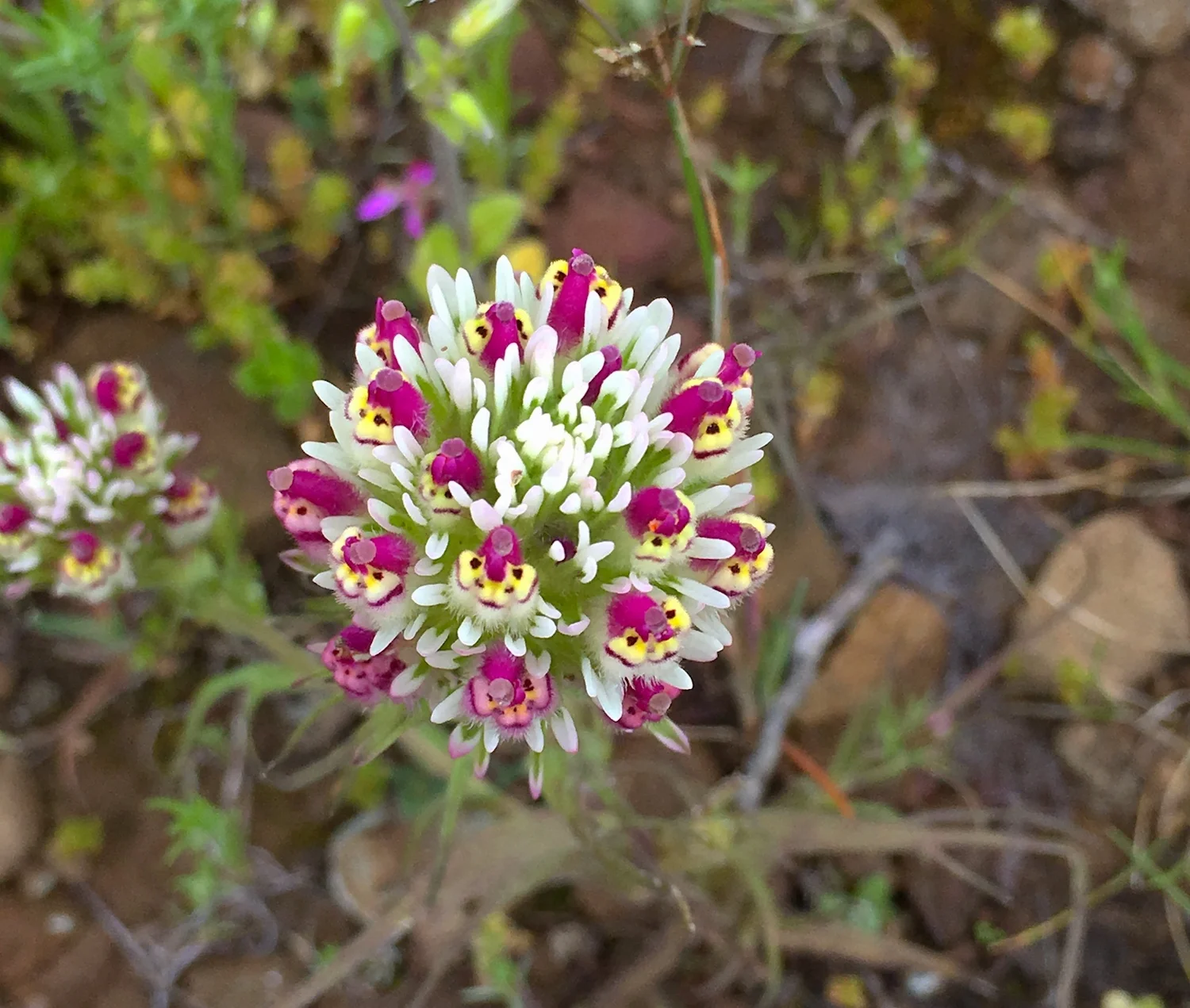 Doug's Mountain Journal - Spring 2017