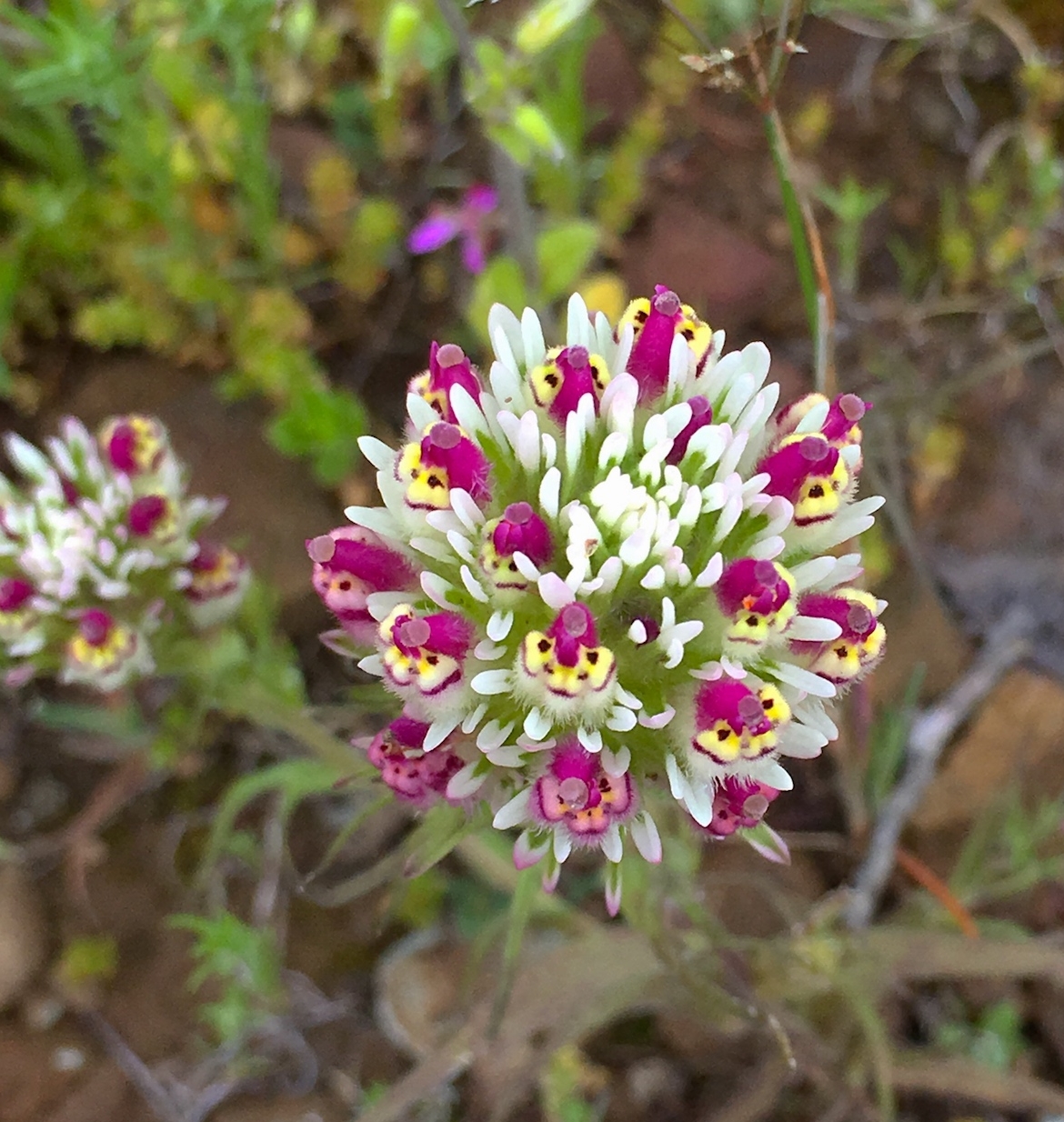 common Owl's Clover