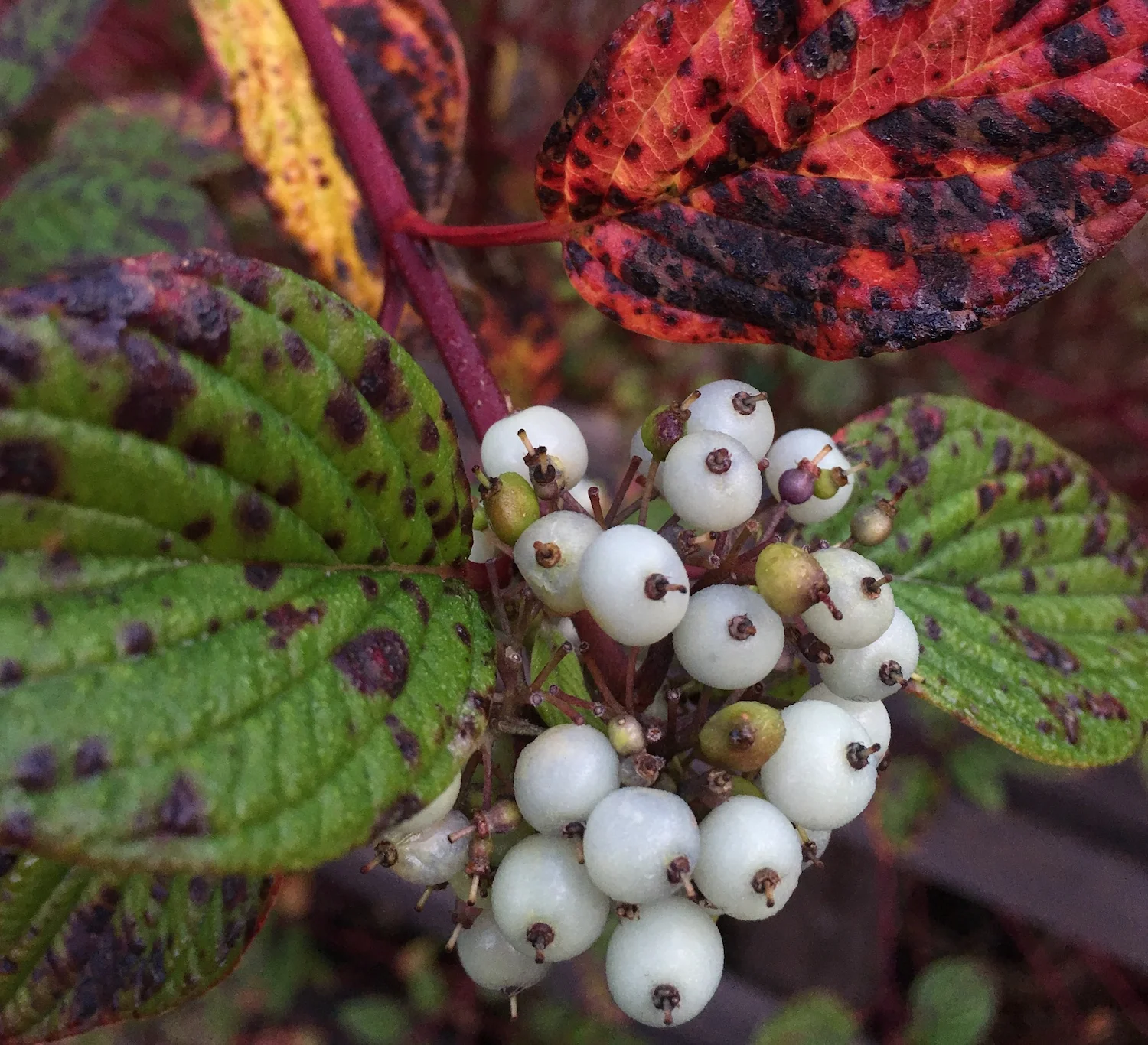 Creek Dogwood - winter