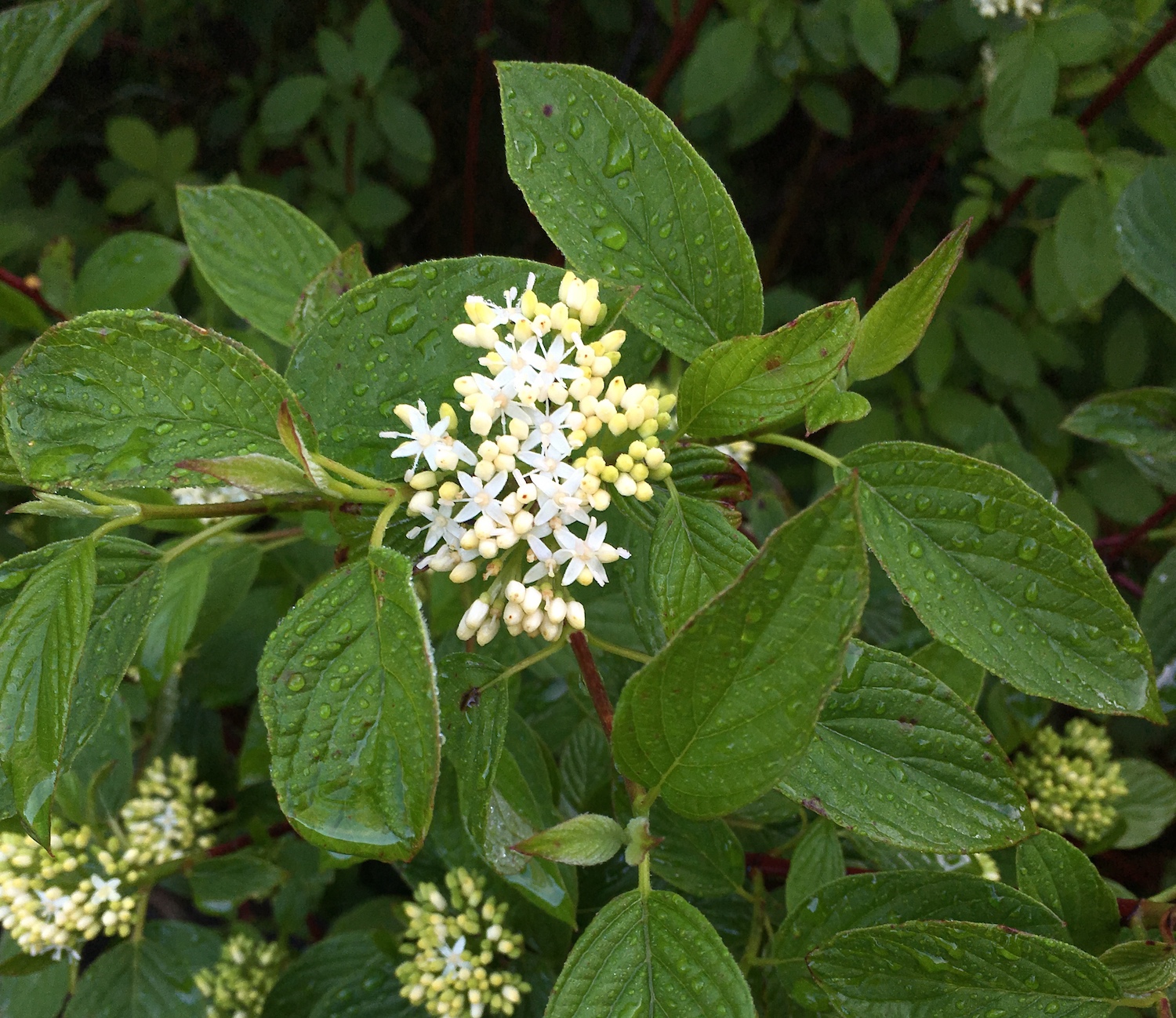 Creek Dogwood - spring