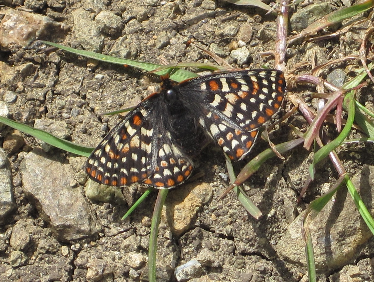 Bay Checkerspot - Coyote Ridge ©Alane Gray 2011