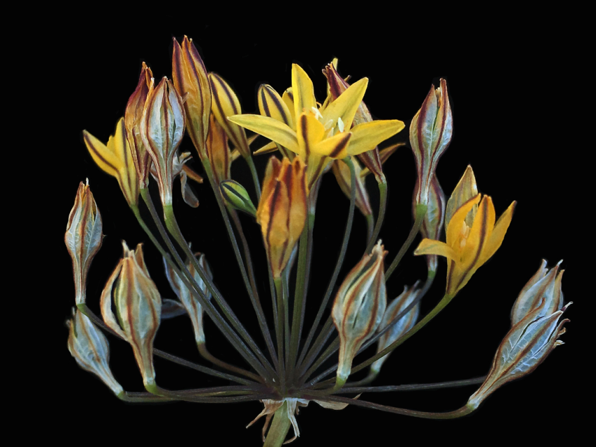 Golden Brodiaea Found in Owl Canyon