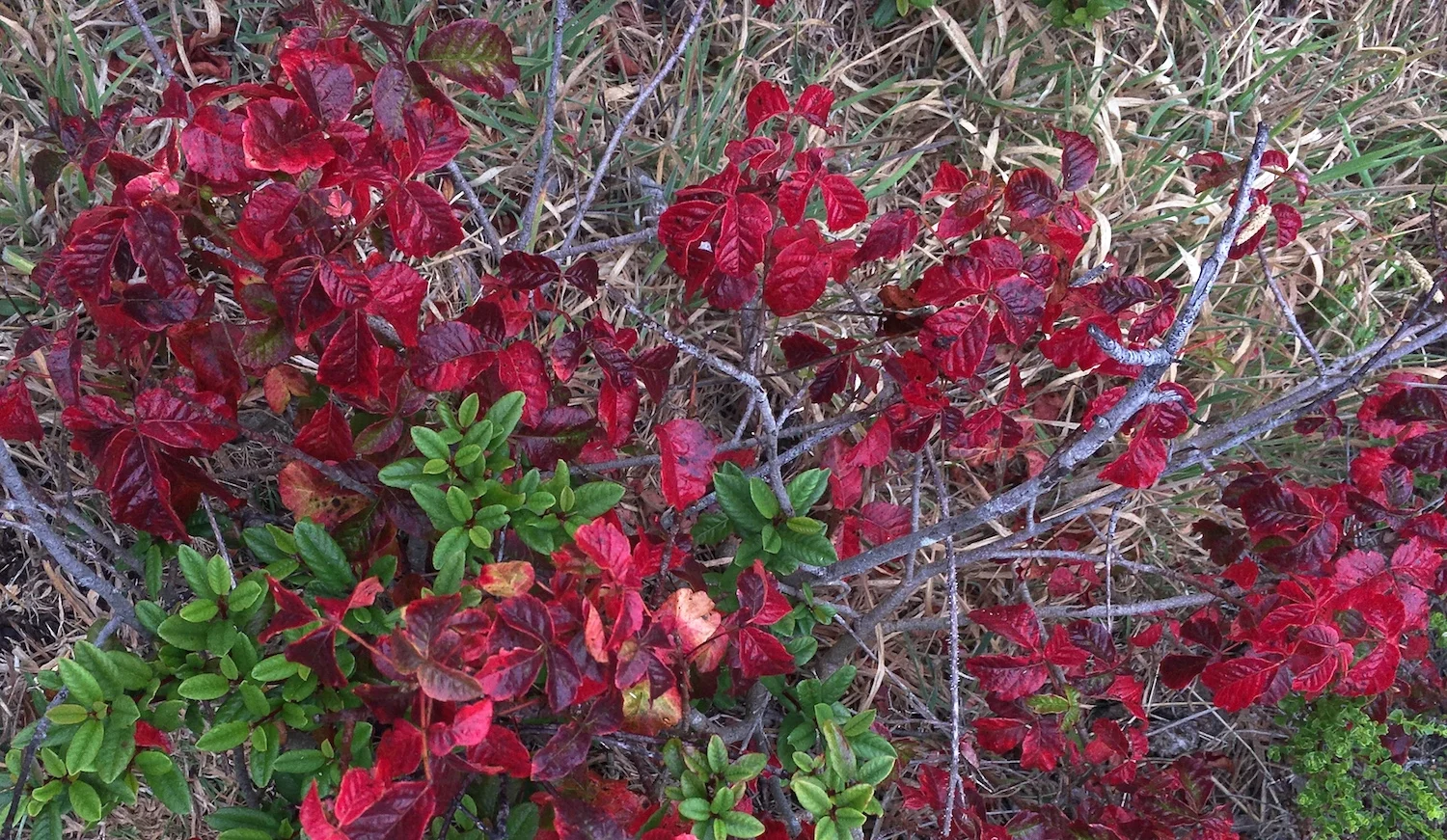 Doug's Mountain Journal - Summer 2017