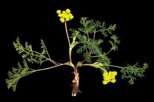 Lomatium utriculatum - bladder parsnip