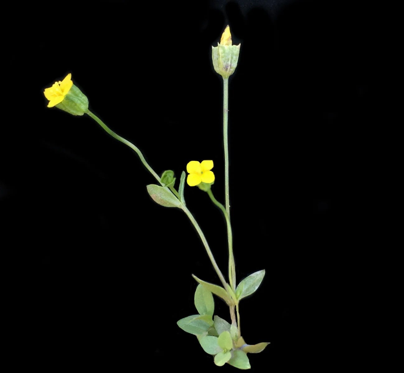Oregon timwort
