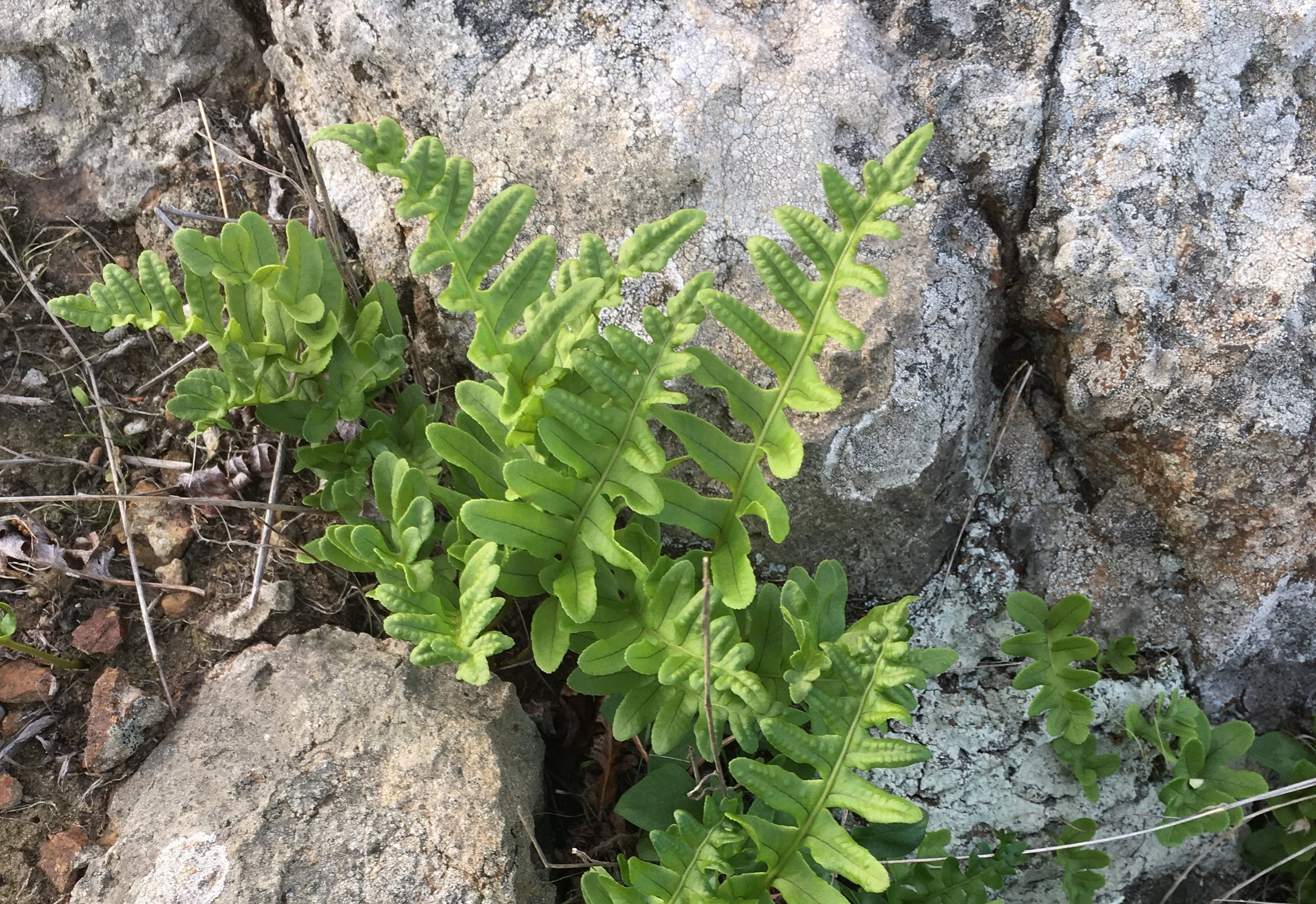 Doug's Mountain Journal - Autumn 2017