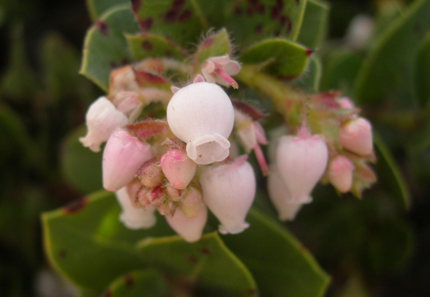 Doug's Mountain Journal - Winter 2018