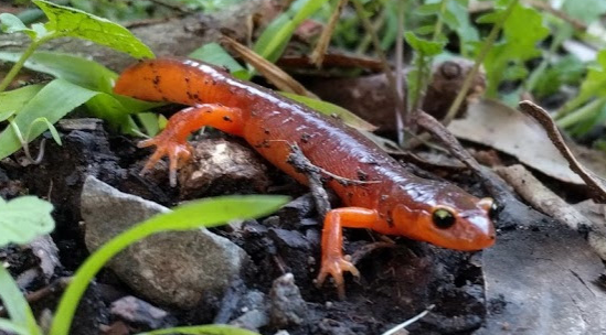 Spring Surprises! California Croton and more. . .